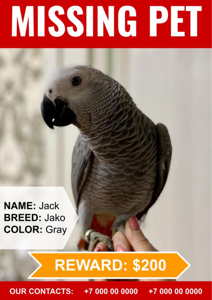 Lost Pet Template